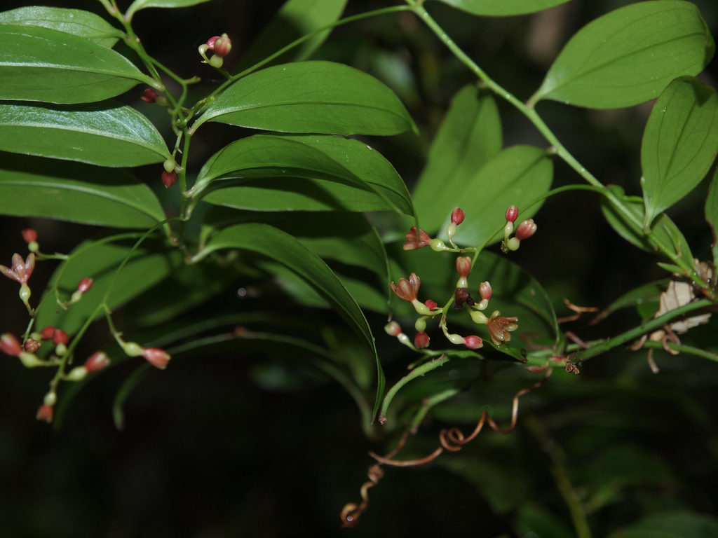 Представитель Семейства Petermanniaceae